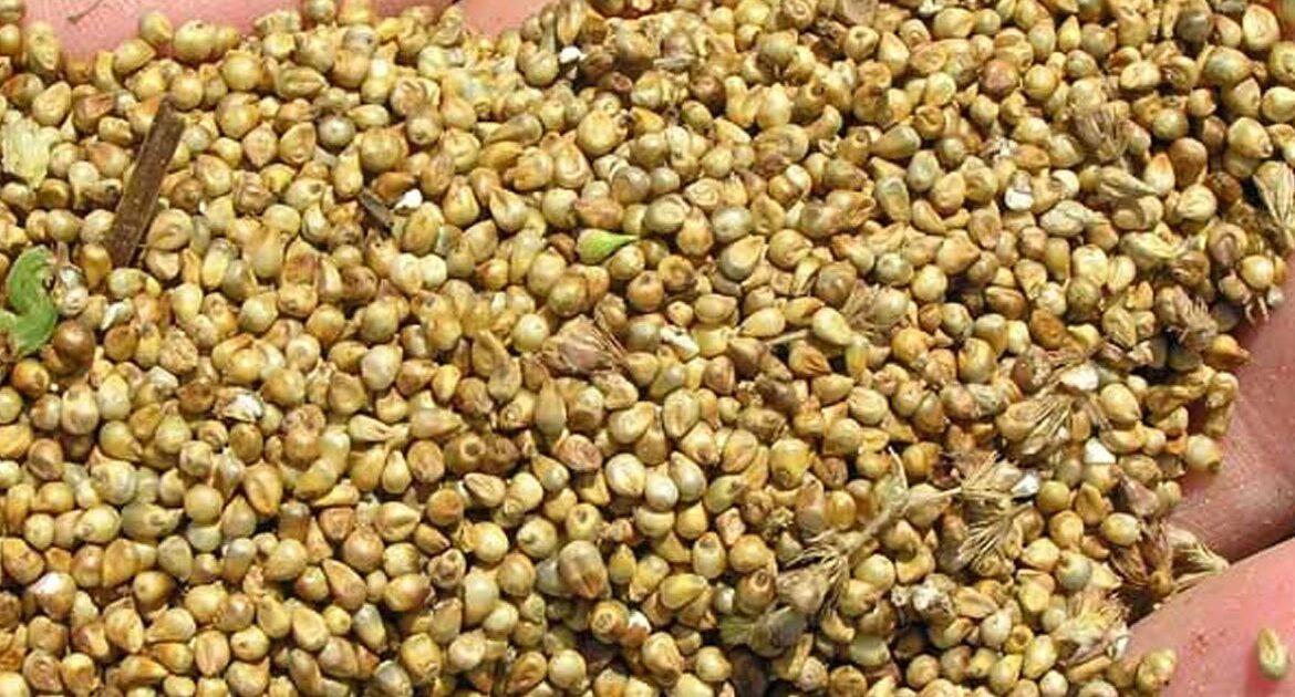 Benefits of eating millet