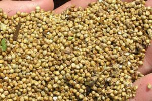 Benefits of eating millet