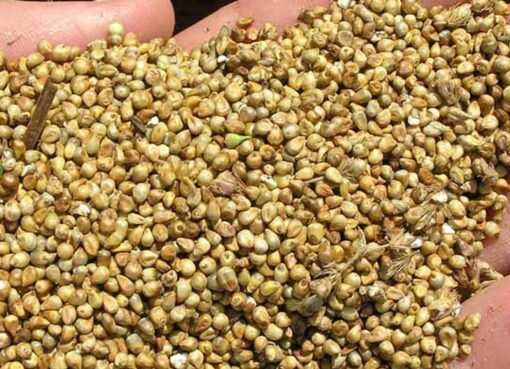 Benefits of eating millet