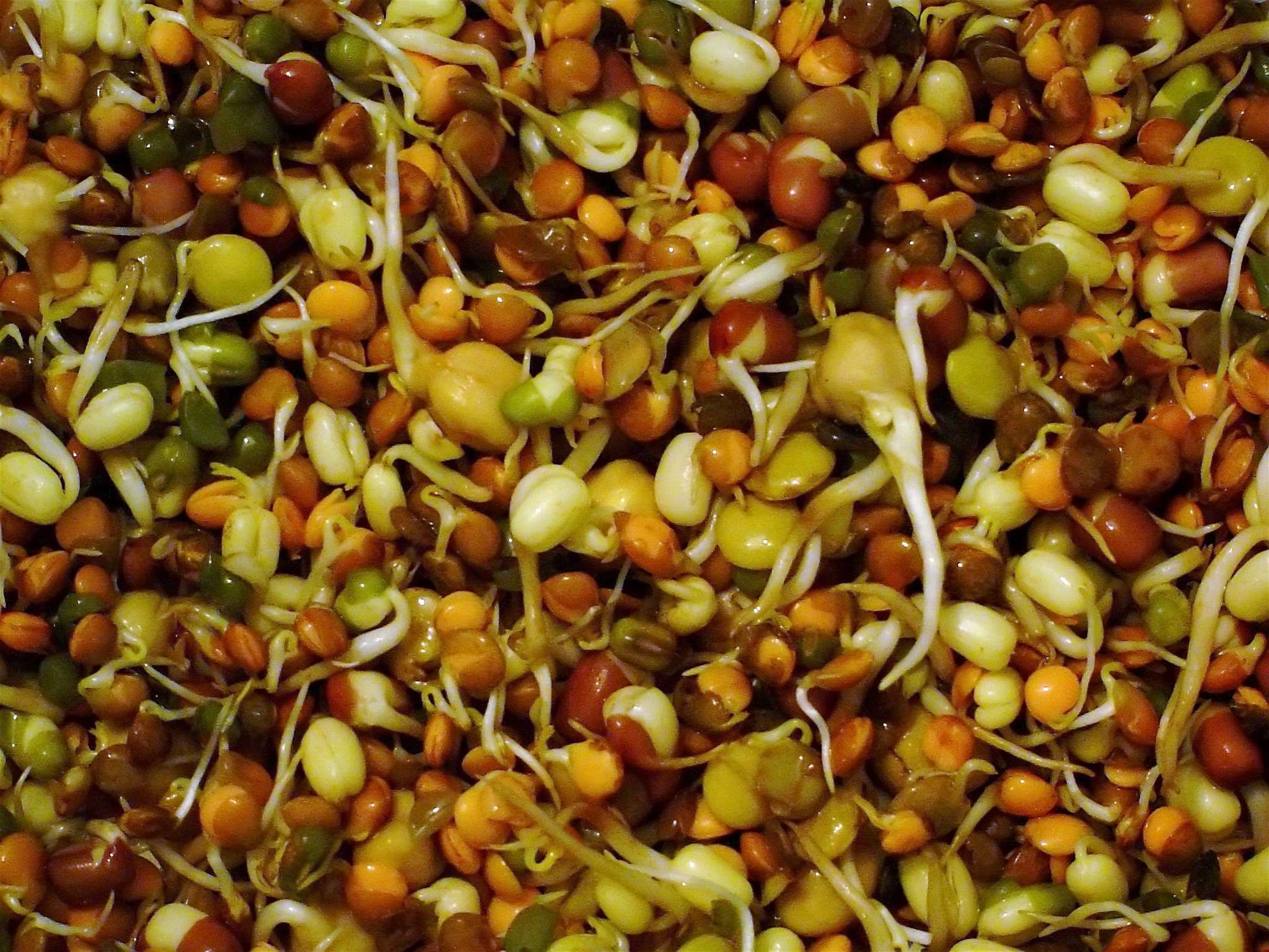 Sprouts